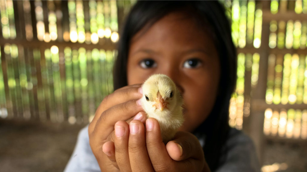 Little girl holding a baby chick